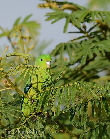 Blue-winged Parrotlet in Riverside Thicket, Serra da Canastra, Brazil