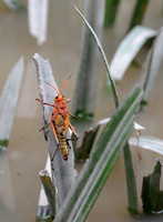 Costa Rican grasshopper, Palo Verde National Park