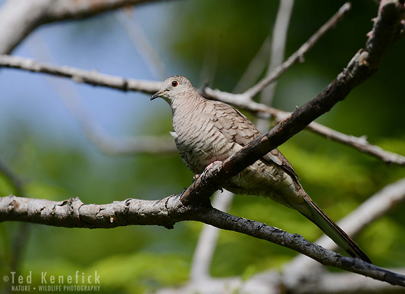 Scaled Dove Guanacaste, Costa Rica