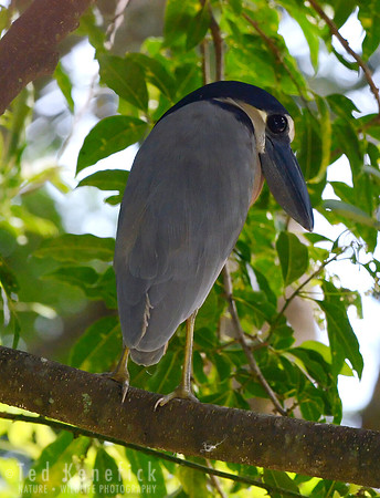 Boat-billed Heron - Palo Verde National Park, Costa Rica