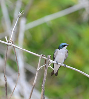 Mangrove Swallow - Palo Verde National Park, Costa Rica