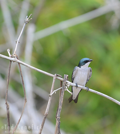 Mangrove Swallow - Palo Verde National Park, Costa Rica