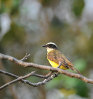 Social Flycatcher - Belize