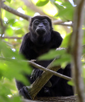 Contemplation -- Mantled Howler, Monkey, Nicaragua