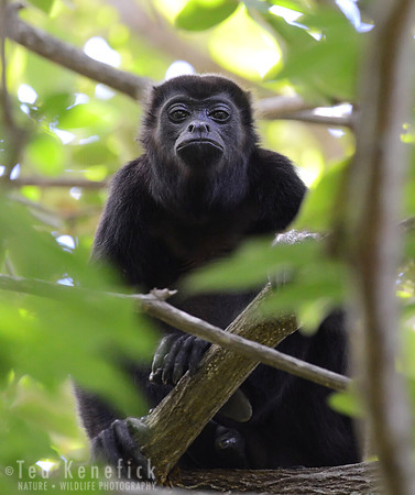 Contemplation -- Mantled Howler, Monkey, Nicaragua