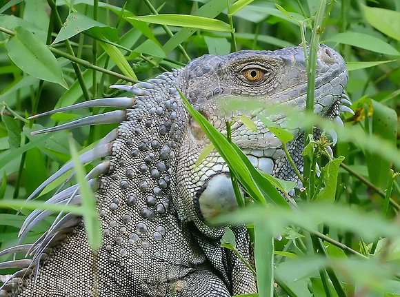 Iguana Stare, Palo Verde NP, Costa Rica