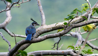 White-throated Magpie-Jay, Nicaragua