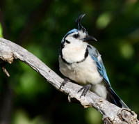 White-throated Magpie-Jay Guancaste, Costa Rica
