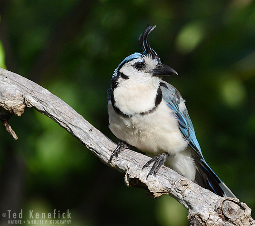 White-throated Magpie-Jay Guancaste, Costa Rica
