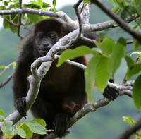 Mantled Howler Monkey, San Juan del Sur, Nicaragua