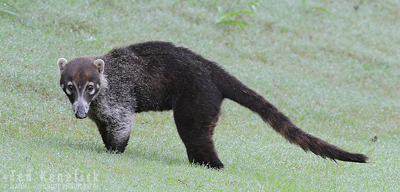 Coati - Papagayo Peninsula, Costa Rica - Copy