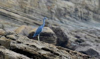 Little Blue Heron, Nicaragua