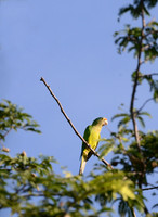 Parakeet against Morning Sky - Nicaragua