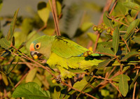 Peach-fronted Parakeet with Fruit, Serra da Canastra, Brazil