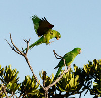 Landing on Top -- White-eyed Parakeets, Serra da Canastra, Brazil