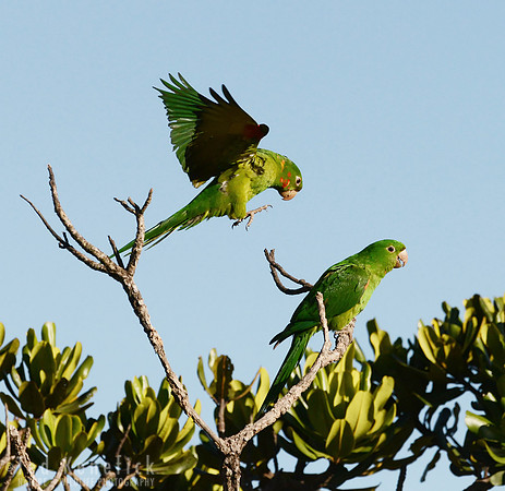 Landing on Top -- White-eyed Parakeets, Serra da Canastra, Brazil