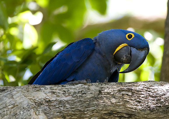Pantanal Blue -- Hyacinth Macaw, Araras, Brazil