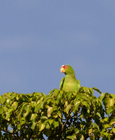 Mealy Parrot, Nicaragua