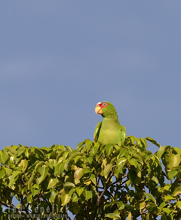 Mealy Parrot, Nicaragua