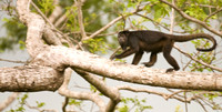 The Storm Approaches - Black-and-Gold Howler Monkey - The Pantanal, Brazil