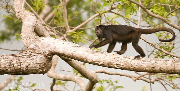 The Storm Approaches - Black-and-Gold Howler Monkey - The Pantanal, Brazil