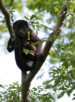 Mantled Howler Monkey Nicaragua