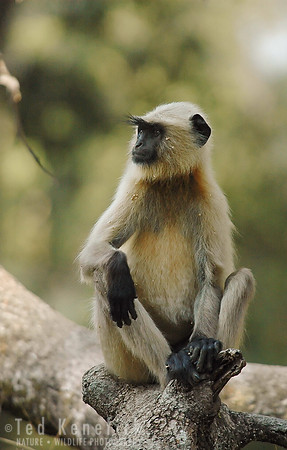 Langur takes a Moment -- Hanuman Langur, Bandhavgarh NP, India