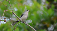 Tropical Mockingbird, Providencia, Belize