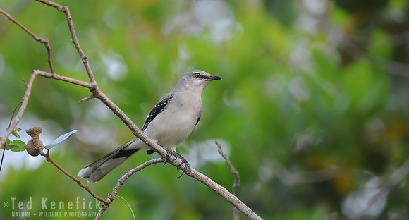 Tropical Mockingbird, Providencia, Belize