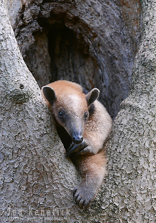 Northern Tamandua, Nicaragua