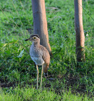 On Alert, Double-striped Thick-Knee, Peninsula Papagayo, Costa Rica
