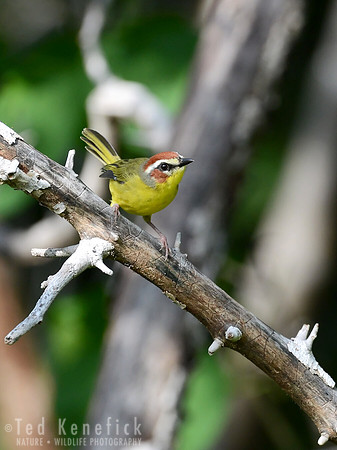Rufous-capped Warbler, Guanacaste, Costa Rica