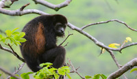 What you Looking At -- Mantled Howler Monkey, San Juan del Sur, Nicaragua