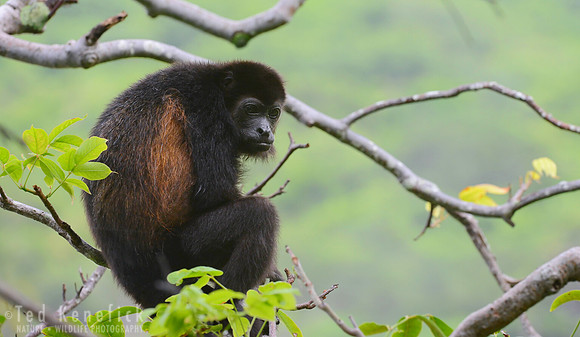 What you Looking At -- Mantled Howler Monkey, San Juan del Sur, Nicaragua