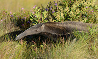 Giant Anteater in Flower Patch, Serra da Canastra, Brazil