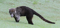 Coati - Papagayo Peninsula, Costa Rica - Copy
