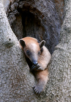 Northern Tamandua, Nicaragua