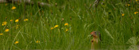 Terror in the Grass - Columbian Ground Squirrel, Waconda, Washington