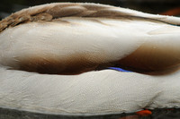 Wing Detail of Male Mallard, Washington Park Arboretum, Seattle