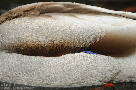 Wing Detail of Male Mallard, Washington Park Arboretum, Seattle