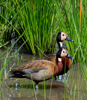 White-faced Whistling-Duck - Masai Mara, Kenya