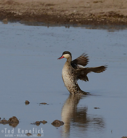 Flap -- Red-billed Teal on Small Pond, Amboseli, Kenya
