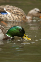 Mallard, Male and Female, Washington Park Arboretum, Seattle, Washington