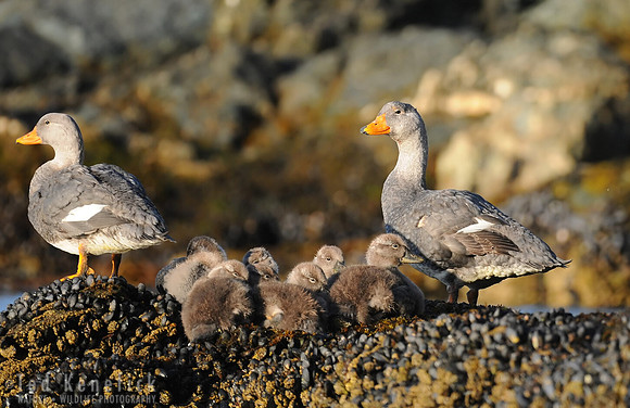 Out with the Family - Flightless Steamer Ducks, Argentina