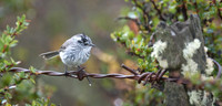 Tufted Tit-Tyrant after Patagonian Rain, Chile