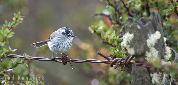 Tufted Tit-Tyrant after Patagonian Rain, Chile