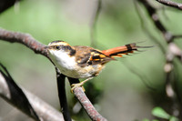 Thorn-tailed Rayadito