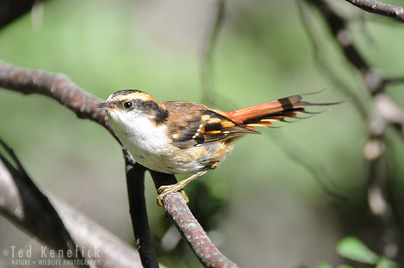 Thorn-tailed Rayadito
