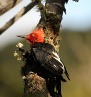 The Beech Master - Magellanic Woodpecker, Tierra del Fuego, Argentina