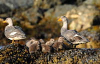 Out with the Family - Flightless Steamer Ducks, Argentina